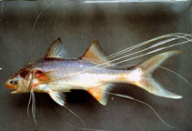 To FishBase images (<i>Polynemus aquilonaris</i>, Thailand, by WWF / Vidthayanon, C.)