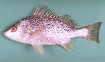 To FishBase images (<i>Pomadasys argenteus</i>, Oman, by Hermosa, Jr., G.V.)