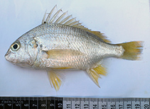 To FishBase images (<i>Pomadasys argyreus</i>, Bangladesh, by Hasan, M.E.)
