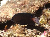 To FishBase images (<i>Pomacentrus armillatus</i>, Philippines, by Cook, D.C.)