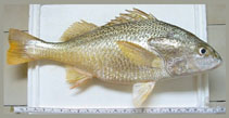 To FishBase images (<i>Pomadasys auritus</i>, Singapore, by Chua, E.)