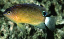 To FishBase images (<i>Pomacentrus bankanensis</i>, Indonesia, by Randall, J.E.)
