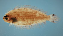To FishBase images (<i>Poecilopsetta beanii</i>, by NOAA\NMFS\Mississippi Laboratory)