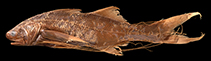 To FishBase images (<i>Polynemus bidentatus</i>, by Motomura, H.)