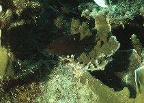 To FishBase images (<i>Pomacentrus burroughi</i>, Philippines, by Cook, D.C.)