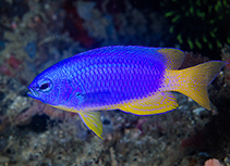 To FishBase images (<i>Pomacentrus coelestis</i>, Indonesia, by Greenfield, J.)
