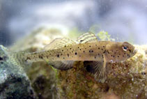 To FishBase images (<i>Pomatoschistus canestrinii</i>, Croatia, by Pialek, L.)