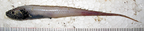 To FishBase images (<i>Porogadus catena</i>, Brazil, by Garcia Jr., J.)