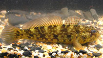 To FishBase images (<i>Ponticola cephalargoides</i>, Ukraine, by Shaganov, V.V.)