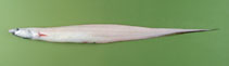 To FishBase images (<i>Polyacanthonotus challengeri</i>, by Orlov, A.)