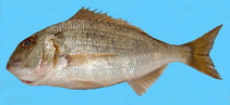 To FishBase images (<i>Polysteganus coeruleopunctatus</i>, by First, D.)