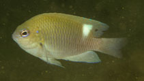 To FishBase images (<i>Pomacentrus colini</i>, Papua New Guinea, by Randall, J.E.)