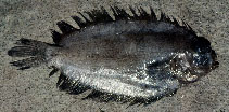 To FishBase images (<i>Poecilopsetta colorata</i>, by Gloerfelt-Tarp, T.)