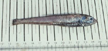 To FishBase images (<i>Polymetme corythaeola</i>, by Serrano, A.)