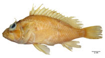 To FishBase images (<i>Pontinus corallinus</i>, Brazil, by Fischer, L.G.)