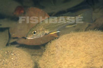 To FishBase images (<i>Pomadasys crocro</i>, Costa Rica, by Artigas Azas, J.M.)