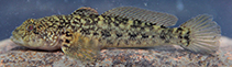 To FishBase images (<i>Ponticola cyrius</i>, Turkey, by Kaya, C.)