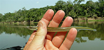 To FishBase images (<i>Potamorrhaphis eigenmanni</i>, Bolivia, by Porcelli, D.)