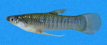 To FishBase images (<i>Poeciliopsis elongata</i>, Panama, by Robertson, R.)