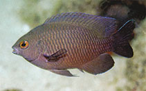 To FishBase images (<i>Pomacentrus fakfakensis</i>, Indonesia, by Allen, G.R.)