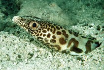 To FishBase images (<i>Poeciloconger fasciatus</i>, Hawaii, by Randall, J.E.)