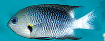 To FishBase images (<i>Pomacentrus flavoaxillaris</i>, Micronesia, by Allen, G.R.)
