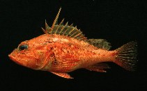 To FishBase images (<i>Pontinus furcirhinus</i>, Ecuador, by Jimenez Prado, P.)
