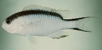 To FishBase images (<i>Pomachromis fuscidorsalis</i>, Tahiti, by Randall, J.E.)
