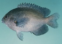 To FishBase images (<i>Pomacentrus grammorhynchus</i>, Singapore, by Randall, J.E.)