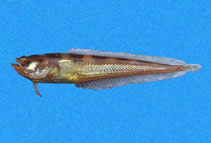 To FishBase images (<i>Porichthys greenei</i>, Panama, by Robertson, R.)