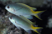 To FishBase images (<i>Pomachromis guamensis</i>, Guam, by Randall, J.E.)