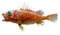To FishBase images (<i>Pontinus helena</i>, by JAMARC)
