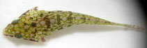 To FishBase images (<i>Posidonichthys hutchinsi</i>, Australia, by Saunders, B.)