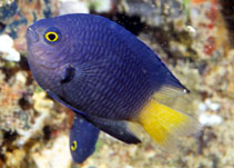 To FishBase images (<i>Pomacentrus imitator</i>, Fiji, by Randall, J.E.)