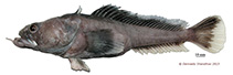 To FishBase images (<i>Pogonophryne immaculata</i>, Antarctica, by Shandikov, G.A.)