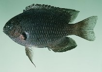 To FishBase images (<i>Pomacentrus indicus</i>, Maldives, by Randall, J.E.)