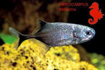 Image of Pollimyrus isidori (Elephant Fish)