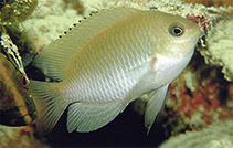 To FishBase images (<i>Pomacentrus javanicus</i>, Indonesia, by Allen, G.R.)