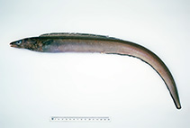 Image of Ariosoma kapala (Mottled conger)