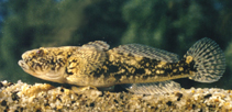 To FishBase images (<i>Ponticola kessleri</i>, Hungary, by Harka, A.)