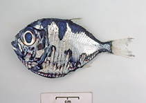 Image of Polyipnus kiwiensis (Kiwi hatchetfish)