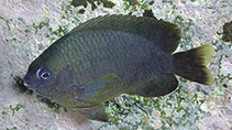 To FishBase images (<i>Pomacentrus komodoensis</i>, Indonesia, by Allen, G.R.)