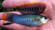To FishBase images (<i>Poecilia kykesis</i>, by Dubosc, J.)