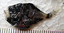 Image of Polyipnus laternatus 