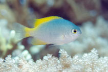 To FishBase images (<i>Pomacentrus lepidogenys</i>, Indonesia, by Malaer, P.)