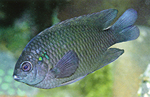 To FishBase images (<i>Pomacentrus littoralis</i>, Indonesia, by Allen, G.R.)