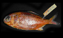 To FishBase images (<i>Polymixia longispina</i>, by Yang, N.-S.)