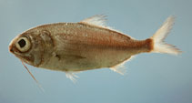 To FishBase images (<i>Polymixia lowei</i>, by NOAA\NMFS\Mississippi Laboratory)