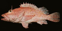 To FishBase images (<i>Pontinus macrocephalus</i>, Hawaii, by Randall, J.E.)