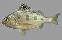 To FishBase images (<i>Pomadasys maculatus</i>, Saudi Arabia, by Bogorodsky, S.V.)